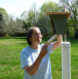 Monitoring is fun!  Bet Zimmerman checks out a nestbox.