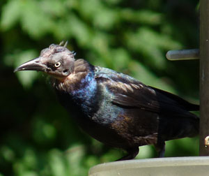Grackle without feathers on his head. Photo by Bet Zimmerman
