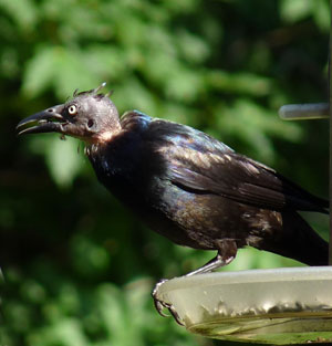 Grackle without feathers. Photo by Bet Zimmerman