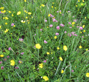 meadow. Photo by Bet Zimmerman