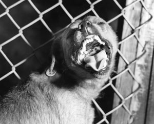 Dog suspected of having rabies. CDC photo