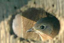 Female bluebird. Photo by Wendell Long.