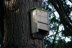 Bat house on tree, not a good idea.