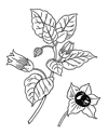 belladonna drawing.  WIkimedia Commons.