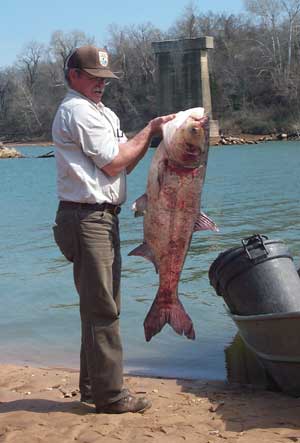 Bighead Carp.