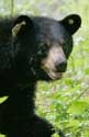 Black Bear. Photo PJ Fusco