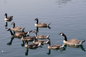 Canada Geese Creche. Wikimedia Commons photo.