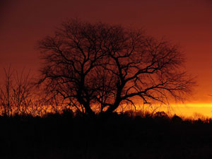 Early light.  Photo by Scott Harwood