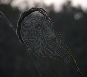 Photo by Scott Harwood.  Spiderweb.