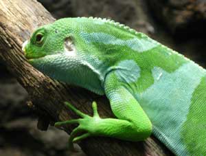 Fiji Banded Iguana.  Wikimedia Commons photo
