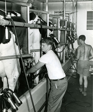 Milking at Mapleleaf Farms.  Courtesy Historic New England