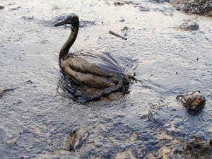 Oiled Bird, black sea, 2007. Wikimedia Commons photo