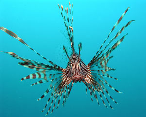 Lionfish invades. 