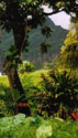 rainforest. Wikimedia Commons photo