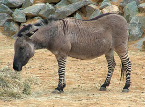 Zedonk or Zeedonk or Zonkey. Wikimedia Commons photos