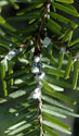 Wooly Adelgid. University of Georgia photo.