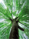 Arbor Day