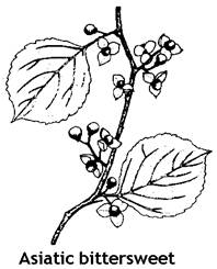 Asiatic Bittersweet
