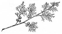 Atlantic White Cedar.