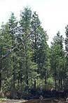 Atlantic White Cedar Swamp.  Photo by USFWS