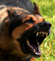 Barking dog
