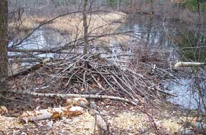 Beaver Lodge. Photo by Bet Zimmerman