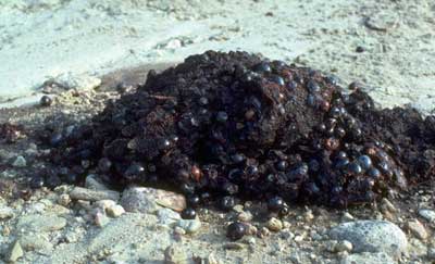 Bear scat. Photo by Paul J. Fusco
