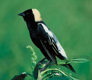 Bobolink Male.  Wikimedia Commons photo