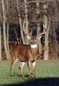Buck.  Photo by Wendell Long
