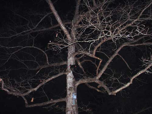 Bear #36 in a tree in Ashford.  Photo by Wayne Budgen.