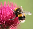 Bumblebee