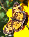 Pearl Crescent