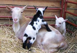 Goats at Celebrating Ag