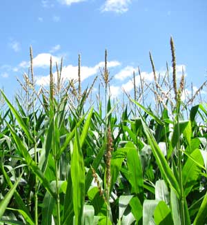 Corn. Photo by Bet Zimmerman