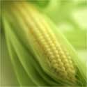 corn on the cob