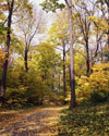 Country Road