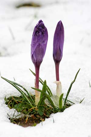 Crocus in snow.  Wikimedia commons photo
