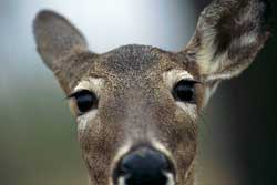 Deer vehicle collisions 