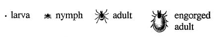 Deer tick size
