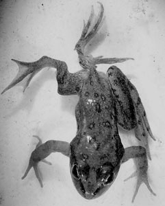 Deformed frog