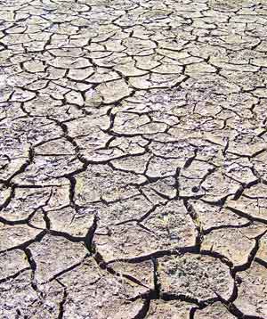 Drought. Photo by Bet Zimmerman.