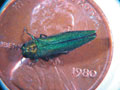EAB adult on a penny.  Wikimedia Commons photo