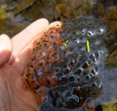 Amphibian eggs in a vernal pool. Photo by Cheryl Dziura-Duke
