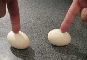 egg experiment. Photo by Bet Zimmerman