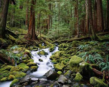 Forest stream.