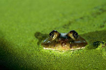Frog in pond.