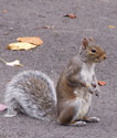 Gray Squirrel. Photo by Bet Zimmerman
