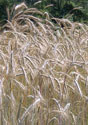 Grassland nesting birds need open meadows during nesting season