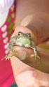 child holding frog. Photo by Bet Zimmerman