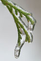 Ice storm.  Wikimedia commons photo